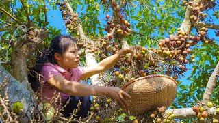 Harvest Ripe Figs Goes to Market sell -  Farming, Daily life | Thanh Farm