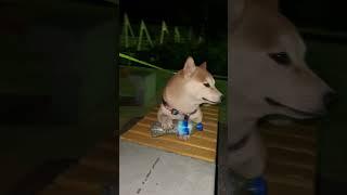 پشت صحنه فیلمهای دنی #دنی#شیبا #puppy