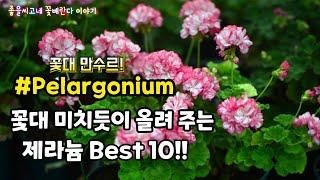 #Pelargonium  꽃대 만수르!! 꽃볼 미치도록 올려 주는 #제라늄 품종 소개 Best 10!!