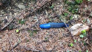 Carpathian Blue Slug (Bielzia coerulans)