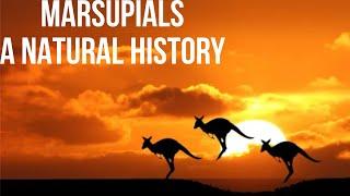 Marsupials A Natural History (Biology, Anatomy and Species)