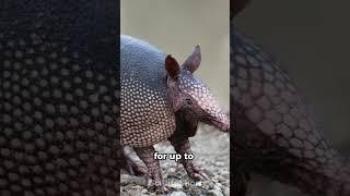 Armadillo: Five Flash Facts  #shorts #animals
