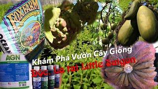 Khám Phá Vườn Cây Giống Độc, Lạ Tại Little Saigon