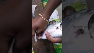 Amazing fish cutting | horse mackerel | #trending, #shorts