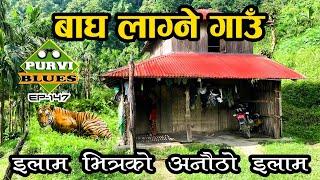 अचम्मको बाघ लाग्ने गाउँ || इलाम शान्तिपुर यात्रा || Trip to ILAM || The Village of Tiger