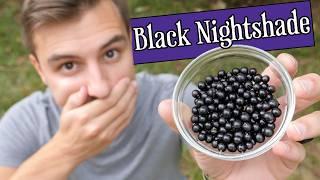 I ate a mouthful of black nightshade, here's what happened to my body...