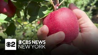 Apple-picking season is upon us in the Tri-State Area