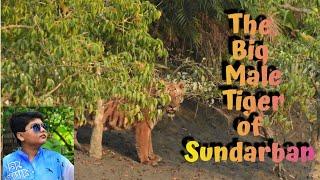 The Enchanting Sundarban Trip - by The Untamed zone #sundarbans#trip#swamptiger#flora&fauna#mangrove