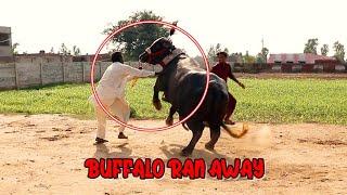 JHOUTTA BHAAG GAYA - BUFFALO RAN AWAY - BAKRA MANDI PAKISTAN