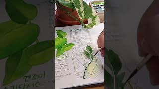 엔조이스킨답서스 그리기 painting njoy golden pothos with watercolor #shorts