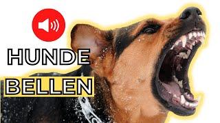 Hunde bellen sound  geräusche die Hunde bellen