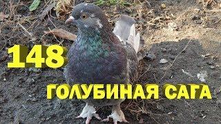 Лапочка - Голубиная сага - Серия 148