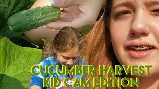 Cucumber harvest / kid cam #harvest #homestead #homesteading #homesteaders