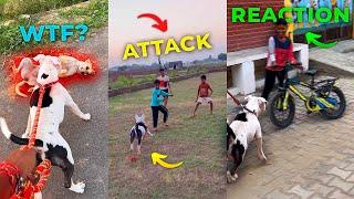 vlog-5 Rocky baccho ke peeche pad gaya! || Pitbull attack on children  || the boy ROCKY!