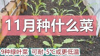 11月种什么菜 | 这9种绿叶菜可耐零下低温 What vegetables to grow in November