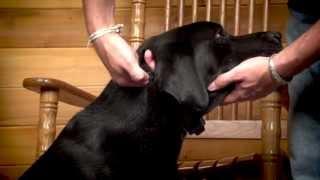 NoBark Collars: Fitting the Collar to Your Dog