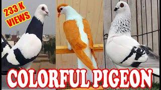 All Exclusive Colorful Fancy Pigeon Breeds  Wonderful Fancy Pigeon Videos