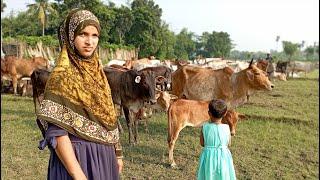 জুইয়ের দখলে এখন ১৩০ টা গরু । village life with jui