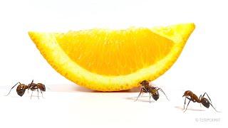 Ants vs Orange Slice Timelapse