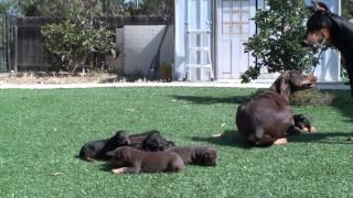 Doberman mom keeping dad away from the pups