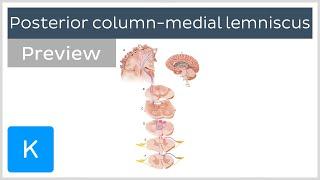 Posterior column medial lemniscus pathway (preview) - Human Neuroanatomy | Kenhub