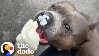 Dog Cries For The Ice Cream Truck Every Wednesday | The Dodo