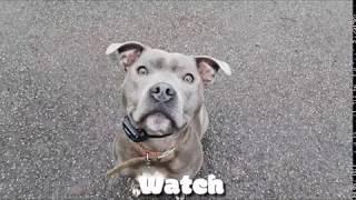 Staffordshire Bull Terrier | Blake | Off Leash K9 Training London