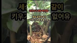 집안에 두면 돈이 들어 온다는 보석 금전수