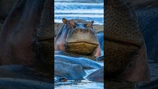 하마(hippo)에 관한 3가지 흥미로운 사실 | 리얼 사실 | 여러가지 사실 | 놀라운 사실 #facts #hippo #animals