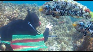 BUGALBOG HUNTING (Marbled parrot fish)