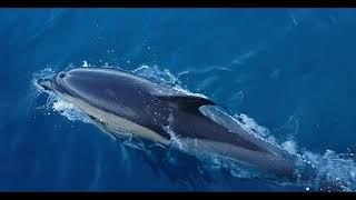 Dauphins au milieu de l'Atlantique