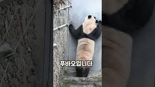 내실에 있는 사육사를 찾는 푸바오