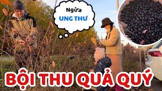 Rare fruit growing all over the road that few people know about - Thuy Jyri Family Finland