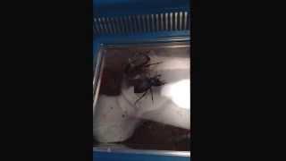 Black Death Feigning Beetle