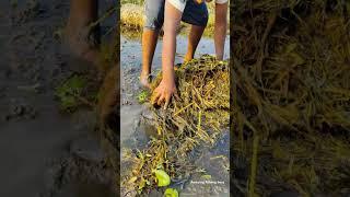 Unbelievable fishing  Catch Fish from gressh hole ️‍🩹#fishing #fish_video #fishingtechniques