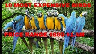 10 Most Expensive Pet Birds Ever Found/Commercial Birds In The World