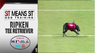 Ripken the Tee Retrieving Dog - NC State Football vs Furman 9.18.21