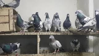 Senior Pigeon Lover Ustad Sheikh Ayub of Gujranwala Part 4