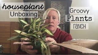 *Re-do Houseplant Unboxing | Groovy Plants Ranch Plant Order | Haul