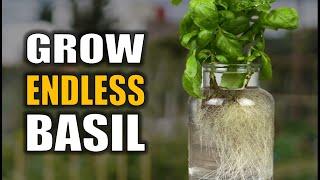 Basil: Propagate and Germinate Endless Basil