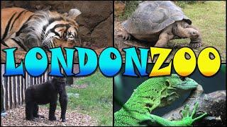 LONDON ZOO Walking Tour - England (4k)