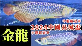 【招財魚】2024中國長城盃 - 金龍～中龍組冠軍+小龍組冠軍