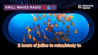 2 Hours Of Jellyfish To Study/Relax/Work To | Lofi Hip Hop | Monterey Bay Aquarium Krill Waves Radio