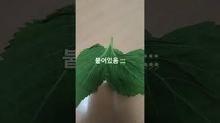 깻잎. ....  쌍둥이깻잎  #윤탱이네
