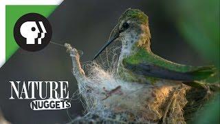 What Are Nests Made Of? | NATURE Nuggets