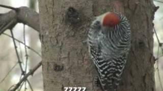 The Woodpecker Song - Red Bellied Woodpecker Watchung, NJ