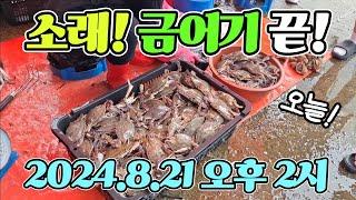 소래포구 난전 어시장 꽃게 금어기 끝! 8.21 오늘낮! 2시 판매시작! 가격 왜이래? 진짜 놀랍네요! korean fish market channel