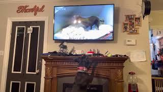 Great Dane Reacting to Great Danes on TV