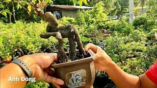 Điểm bán bonsai giá bình dân tại Sài Gòn