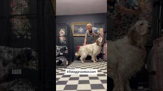 English Setter before & after grooming #englishsetter #doggroomingtips